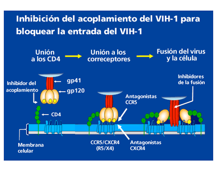 CROI 2011: Inhibición del mecanismo de acoplamiento para bloquear la entrada del VIH-1